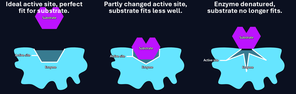 How distortion of an active site affects substrate binding