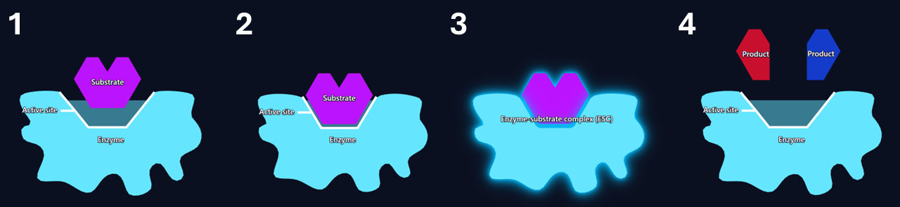 Induced-fit model of enzyme action