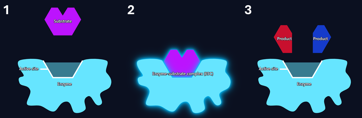 Lock-and-key model of enzyme action